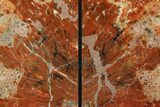Tall, Arizona Petrified Wood Bookends - Arizona #180243-2